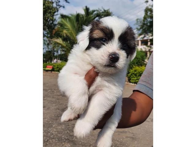 Lhasa Apso Puppy for Sale in Narayangaon, Buy Online, Price - 2/4