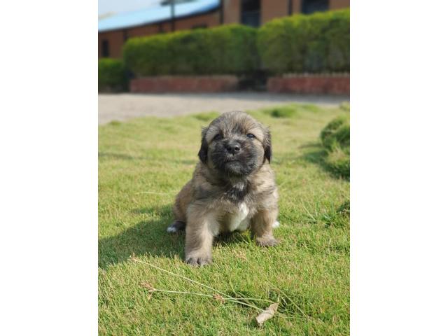 Lhasa Apso Puppy for Sale in Narayangaon, Buy Online, Price - 3/4