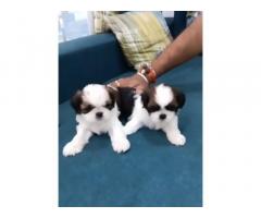 Try Color ShihTzu Puppy in Mumbai for Sale, Price, Buy Online