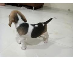 Beagle female puppy to Sell, Price, Buy Online in Mumbai