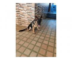 GSD Long Coat Available for Sale Coimbatore, Price, Buy Online