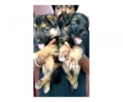 German shepherd male and female puppy with KCI