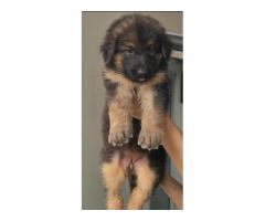 German Shepherd Long Coat Heavy Bone Top Quality Puppies In Chennai - 1