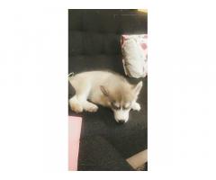 Husky Male Puppy For Sell in Chennai, Buy Online, Price