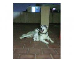 Husky Male Puppy For Sell in Chennai, Buy Online, Price