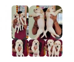 Labrador Puppies for Sale in Coimbatore, Buy Online, Price - 1