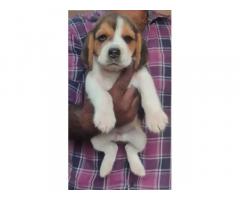 Beagle Puppies for Sale in Madurai, Buy Online, Price - 1