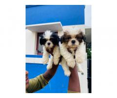 Shihtzu puppies for Sale in Chennai, Buy online, Price