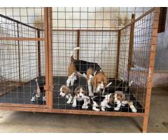 Beagle Puppies For Sale in Pollachi, Buy Online, Price