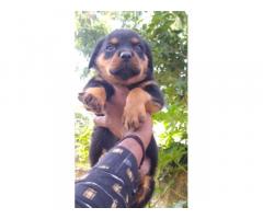 Quality Rottweiler puppy for sale Mumbai, Buy Online, Price - 1