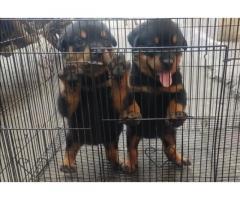 Rottweiler Puppies for Sale in Pune, Buy Online, Price - 1