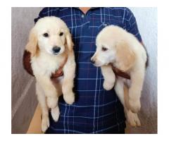 Golden Retriever Dog For Sale in Pune, Buy Online, Price - 1