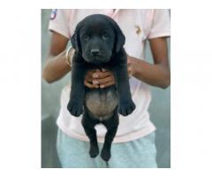 Black Labrador For Sale in Dewas, Buy Online, Price