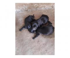 Labrador puppy available from Baramati dist Pune for Sale