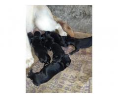 Labrador puppy available from Baramati dist Pune for Sale - 2