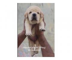 Labrador pups available for show home Ludhiana Punjab