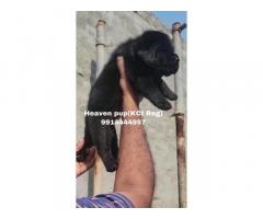 Labrador pups available for show home Ludhiana Punjab
