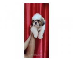 Shihtzu puppy Available for Sale in Pune, Buy Online, Price - 1