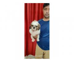 Shihtzu puppy Available for Sale in Pune, Buy Online, Price - 2