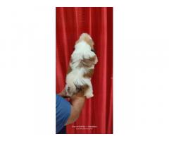 Shihtzu puppy Available for Sale in Pune, Buy Online, Price - 3