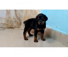 Doberman Puppies for Sale in Pune, Buy Online, Price