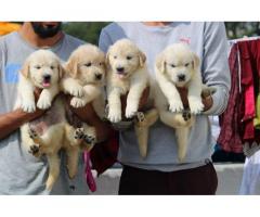 Show quality Golden Retriever Puppies Available with KCI
