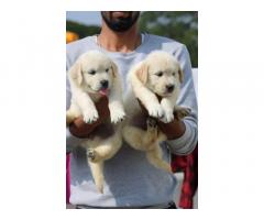 Show quality Golden Retriever Puppies Available with KCI