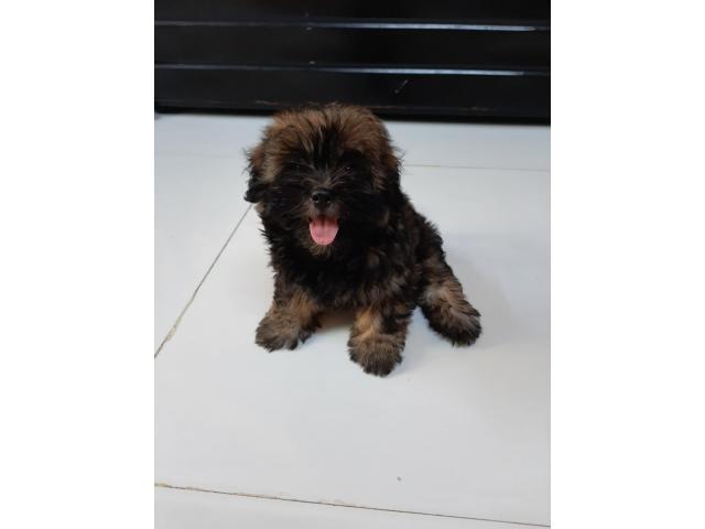 Quality Lhasa Apso female puppy available in Mumbai - 1/1