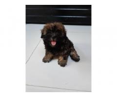 Quality Lhasa Apso female puppy available in Mumbai