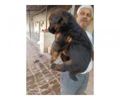 GSD Puppies for Sale in Mumbai, Buy Online, Price - 1