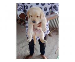 Quality Labrador Puppy available for sell Online - 1