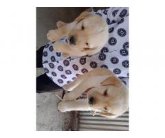 Quality Labrador Puppy available for sell Online - 2