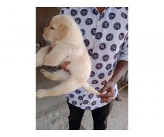 Quality Labrador Puppy available for sell Online