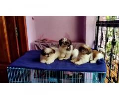 Shihtzu puppy available for Sell online, Price, Quality - 1