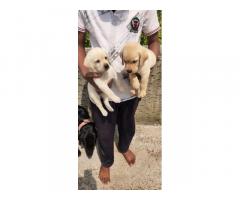 Quality Labrador puppy available for Sale in Latur Pune - 1