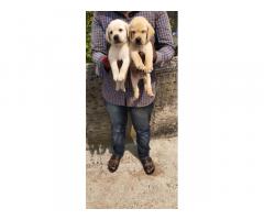 Quality Labrador puppy available for Sale in Latur Pune