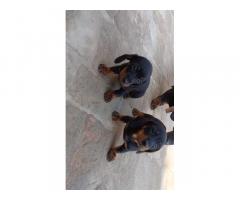 Dachshund Puppies for Sale in Zira Punjab, Buy Online, Price