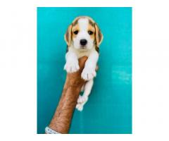 Beagle Puppy for Sale, Buy Online, Price in Punjab