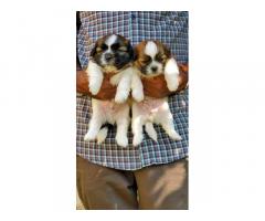 Buy Shihtzu puppy Online, For Sale, Price in Yamunanagar