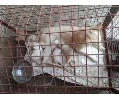 Pomeranian male Puppy for Sale, Buy Online, Price - 1