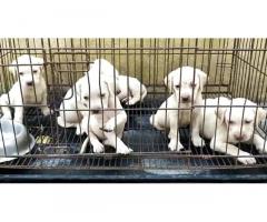 Labrador Puppies Available for Sale in Tambaram Chennai Price - 1