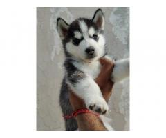 Siberian Husky for Sale in Ambala Cantt, Buy Online, Price