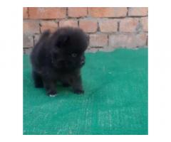 Buy Pomeranian Puppy Online, For Sale, Price in Ludhiana - 2