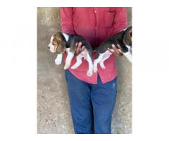 Beagle Puppy Price in Ganganagar, For Sale, Buy Online