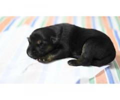 German Shepherd Puppy Price in Namakkal, for Sale, Buy Online