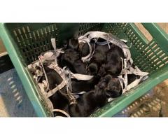 German Shepherd Puppy Price in Namakkal, for Sale, Buy Online