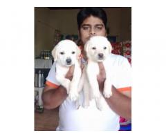 Male Lab Puppy available for Sale, Buy Online, Price in Chennai - 1
