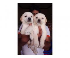Male Lab Puppy available for Sale, Buy Online, Price in Chennai