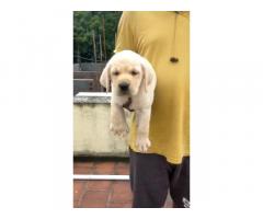 Show quality KCI lab female puppy available Chennai