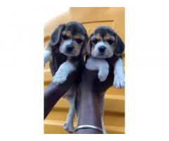 Buy Beagle Puppy in Chennai, For Sale, Price - 1